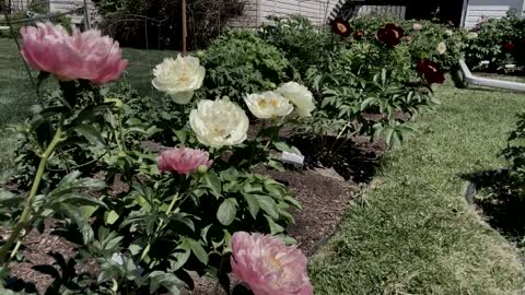 Canadian Peony Society Virtual Show