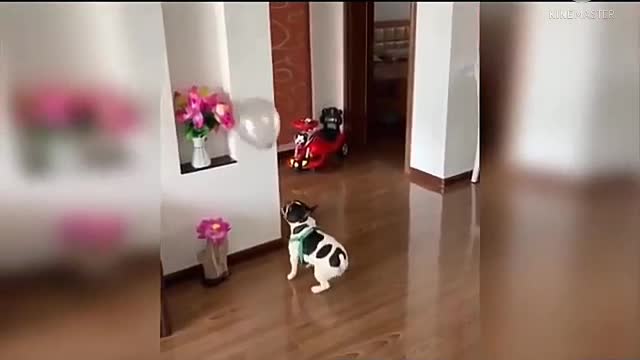 Dog funny video and cute dog trainer