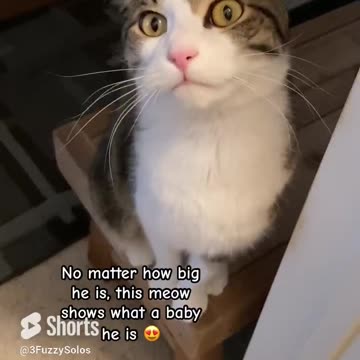Meow reveals his true babyish personality #CatShort #Meow #MeowTellsAll
