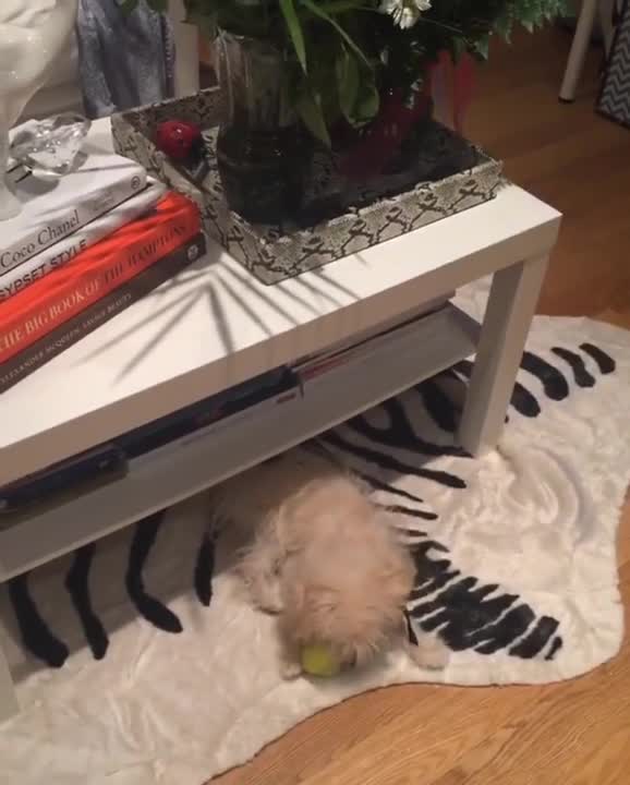 Perro y gato juegan a atrapar pelota juntos