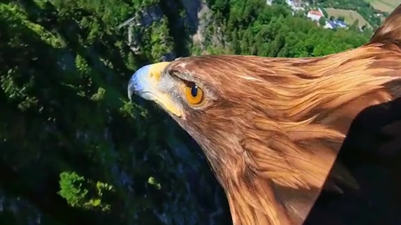 Eagle 🦅 drone view