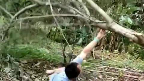 FUNNY TREE CUTING MOMENTS