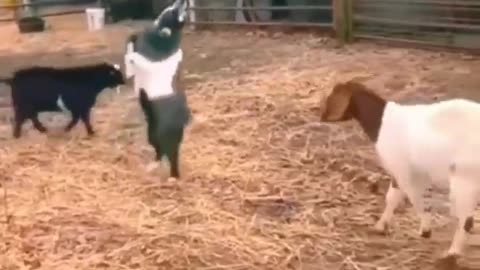 Funny animals video