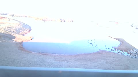 The Pond 12/18