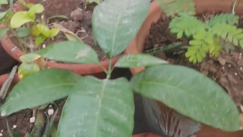 Green Street North ⬆️ to be a picture of the best ones