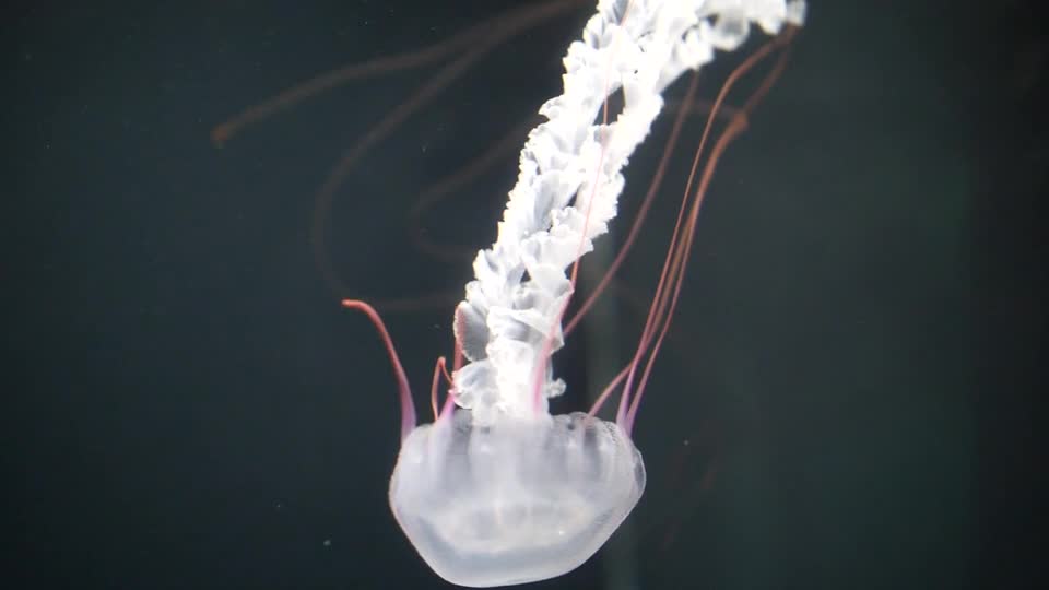 Jellyfish in slow motion