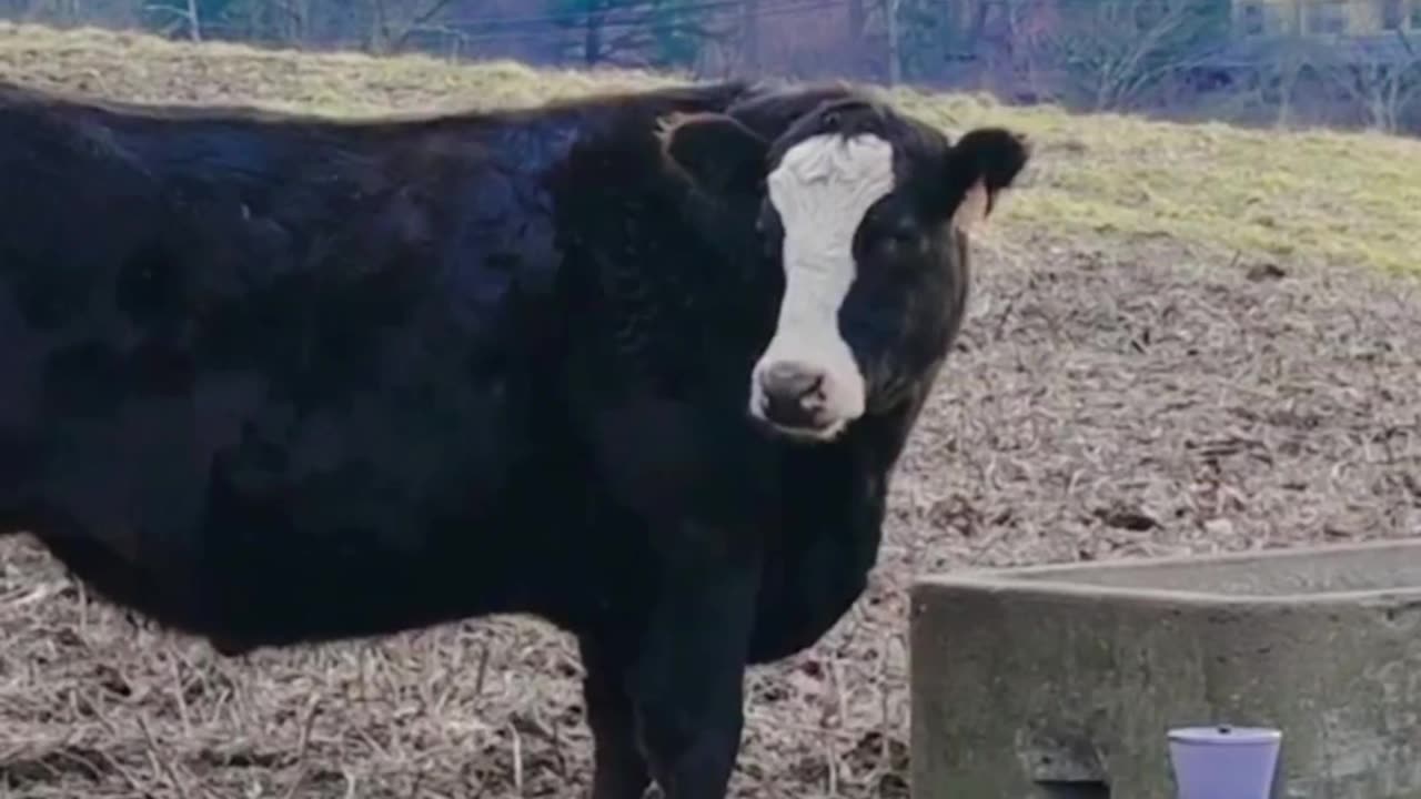 CAUGHT COWS EATING