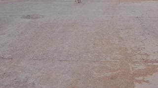 Puppies Playing Fetch
