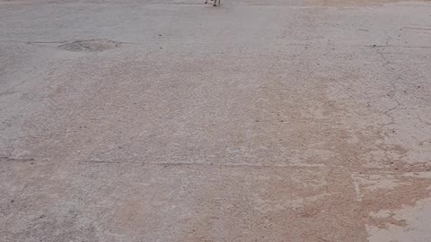 Puppies Playing Fetch
