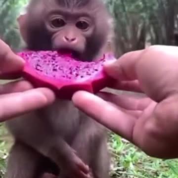 Monkey Eating Fruit #shorts
