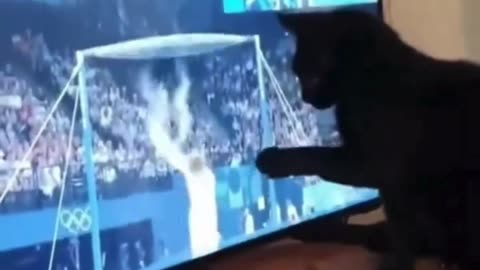 Cat Scores a Knockout on TV Gymnast! 🐱📺🥊😹🤸‍♂️💥