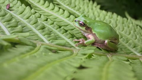 Frog - 75154