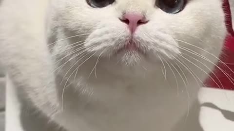 Cute Cats and Funny Animals Compilation 😹 Try Not To Laugh Challenge 💚 Cute Cat Land #6
