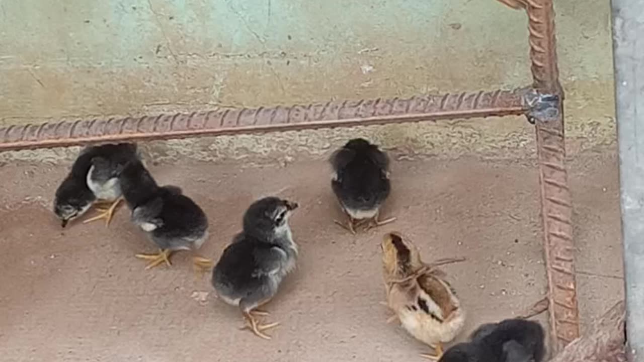 chicks Family