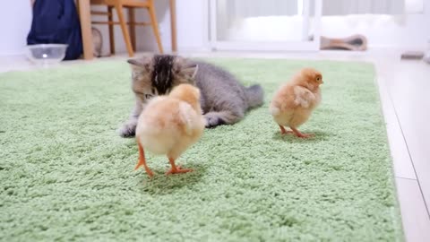 Kitten Kiki greets a tiny chicks for the first time