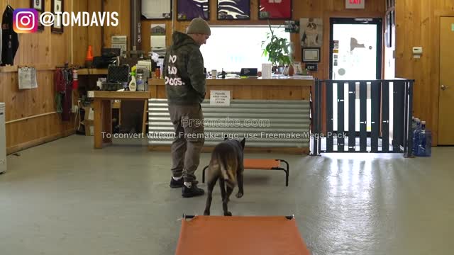 How to teach your dog to go on their bed ON COMMAND dog training