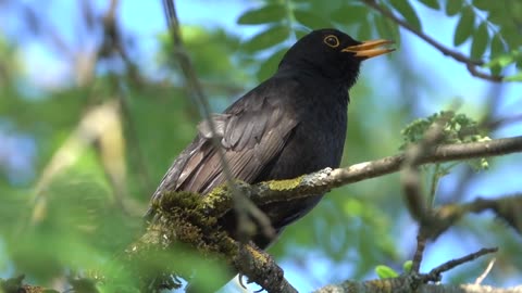 Mesmerizing Bird Charming Sounds | Relaxing Nature Ambience"