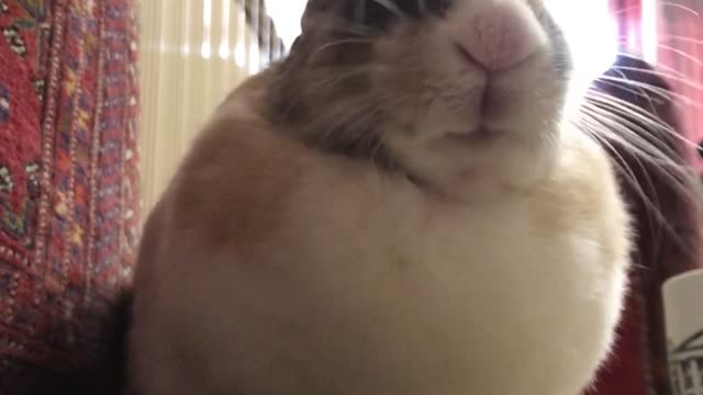 bunny eating