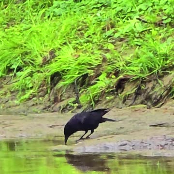Raven looking for food by a river / beautiful raven by a river.