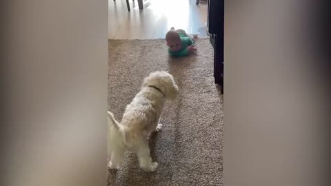 Cutest Babies Play With Dogs And Cats Compilation