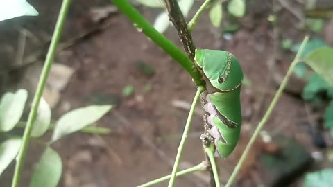 Common Mormon Caterpillar