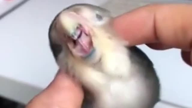 parrot massage