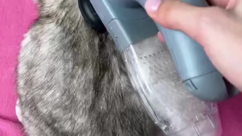 Brushing Sonya's Body