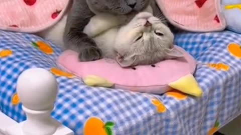 Cute cat couple video