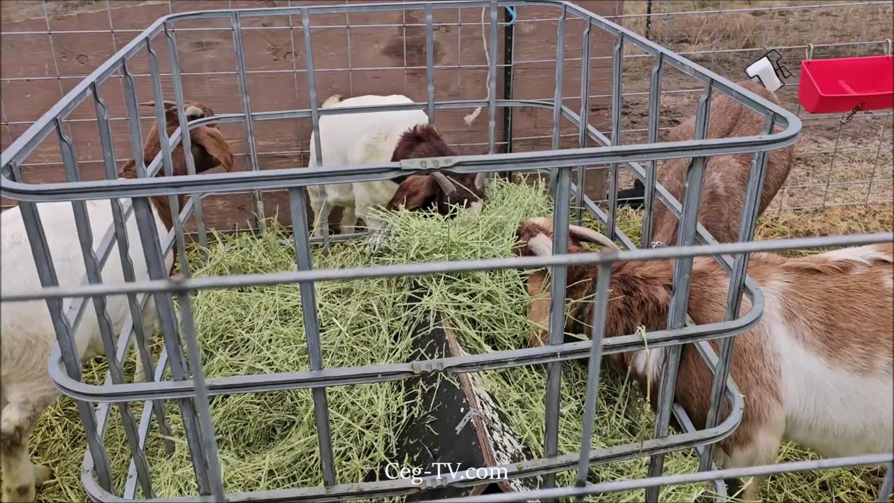 Graham Family Farm: 10:15 AM December 7th 2024