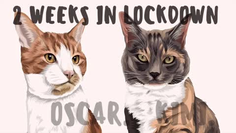 Kimi and Oscar - Cats in Lockdown