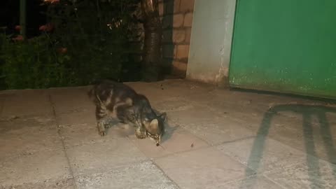 Wild Cat Eating (Hidden Cam)