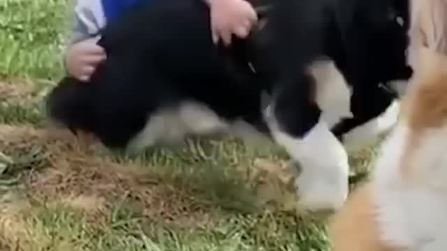 Little Boy Learned To Crawl By Chasing His Dogs