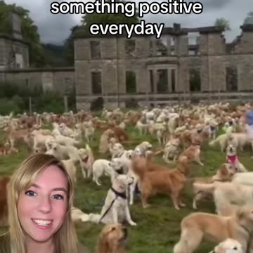 Hundreds of golden retrievers got together in Scotland to celebrate the breed’s 155th anniversary.