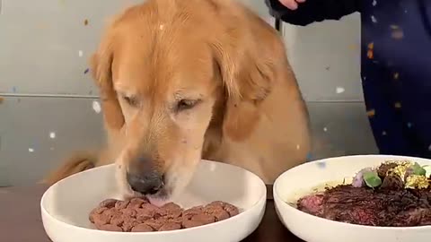 Feeding A Dog $1 vs $10,000 Steak