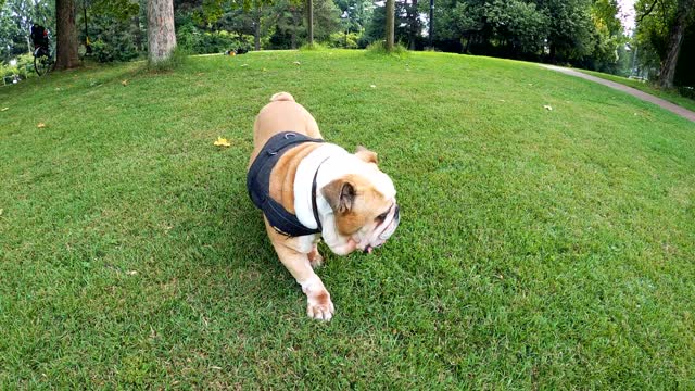 Bulldog ready to play