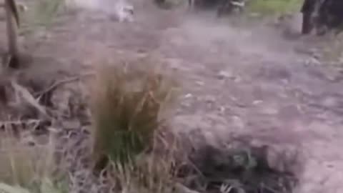 Cute and funny animals video compilation 😂😂😂