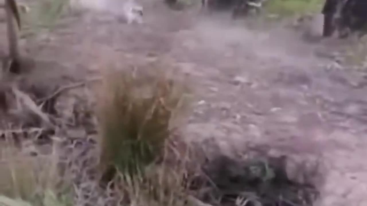 Cute and funny animals video compilation 😂😂😂
