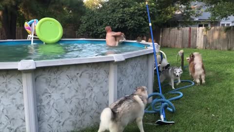 Impatient husky