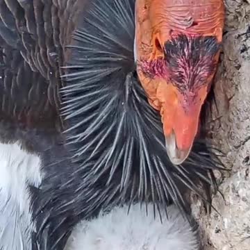 An wild and endangered California condor raises her chick on our Condor Cam ❤️