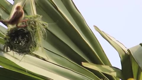 Wild Bird Nests Making Full Process | Beautiful Birds Next