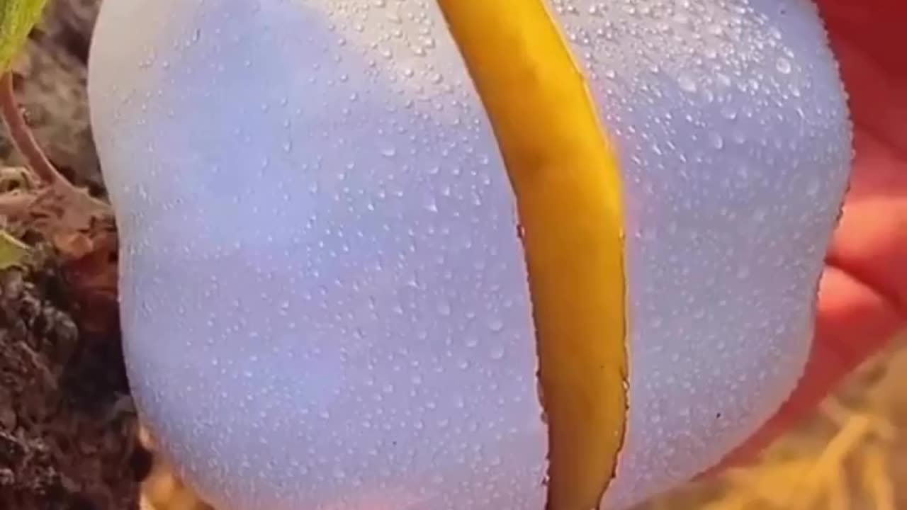 White apple ready to eat