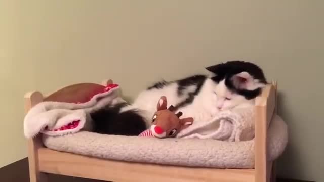 Cat Puts Herself to Sleep in Tiny Human Bed