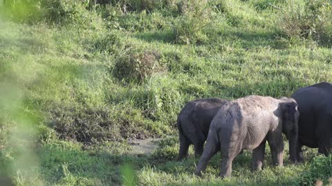 The most beautiful elephant,baby elephant