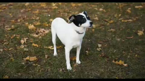 Very beautiful and nice puppy still stand in my front 🥰