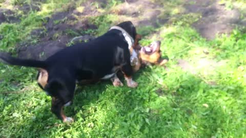 Battle of the Dogs