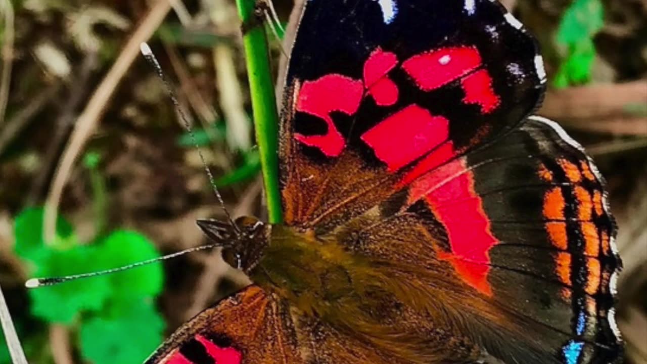 BORBOLETA-DAMA-DE-COR-VÍVIDA EM UM MINUTO