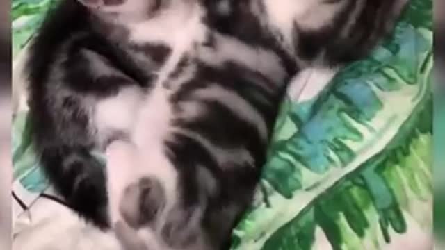Top Funny Cat Videos of The Weekly - TRY NOT TO LAUGH #108