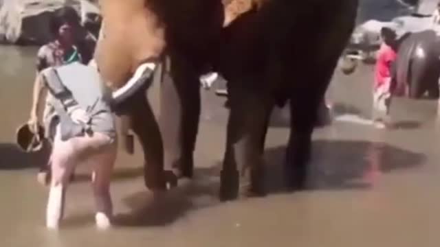 Elephants blows naughty girl