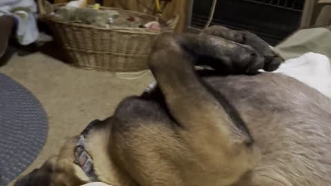 Puppy slides off couch while sleeping