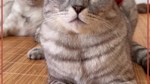 Cat is annoyed by fruit crowns on head